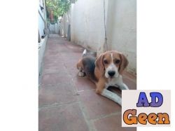 used 9 Months Old Beagle Male Puppy For Sale for sale 
